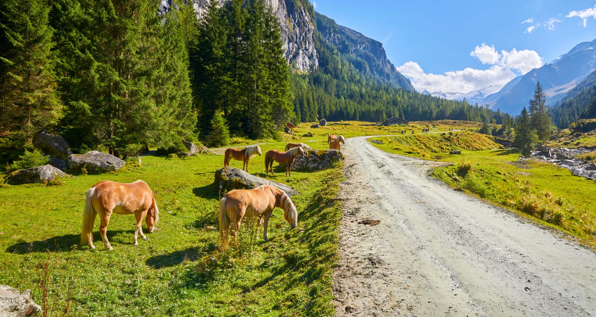 Freilaufende Pferde in den Österreichischen Alpen im Habachtal. Salzburger Land.