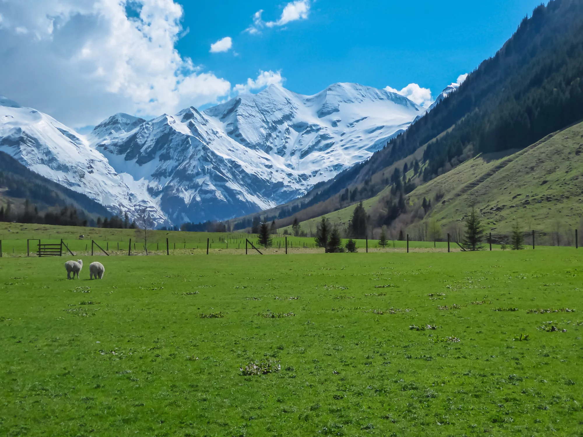 Lampaat laiduntavat vehreällä alppiniityllä, josta avautuu panoraamanäkymä lumen peittämille High Tauernin vuorenhuipuille Fusch am Grossglocknerissa, Salzburgissa, Itävallassa. Kaunis luonto Itävallan syrjäisillä Alpeilla